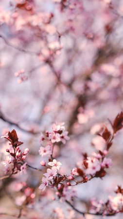 Spring widescreen banner, branches of blossoming cherry against background on nature outdoors. Pink sakura flowers, dreamy romantic image spring, landscape panorama, copy space.の写真素材