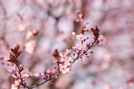 Spring widescreen banner, branches of blossoming cherry against background on nature outdoors. Pink sakura flowers, dreamy romantic image spring, landscape panorama, copy space.の写真素材