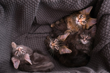 6 multi-colored Maine Coon kittens 2 months old in a box with a gray plaid look at the camera, top viewの写真素材