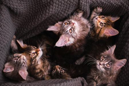 6 multi-colored Maine Coon kittens 2 months old in a box with a gray plaid look at the camera, top viewの写真素材