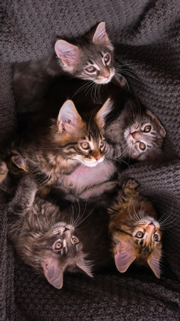 6 multi-colored Maine Coon kittens 2 months old in a box with a gray plaid look at the camera, top viewの写真素材