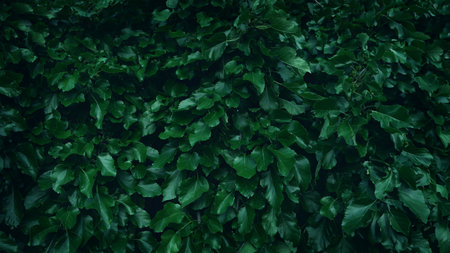 Green leaves background. Green leaves with copy space. They are color tone dark. Green Leaves...