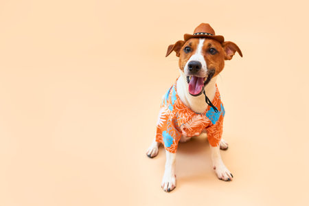 Cute and funny dog of the Jack Russell terrier breed in a cowboy hat and Hawaiian shirt on a sand-colored background. Travel preparation and planning. Close-up, indoors. Studio shot. Concept of recreation, travel and tourism. Pets careの写真素材