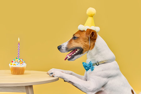 Cute dog with a party hat and wearing a bow tie celebrating his birthday with cupcake and birthday candle, rests his paws on the table on yellow backgroundの写真素材