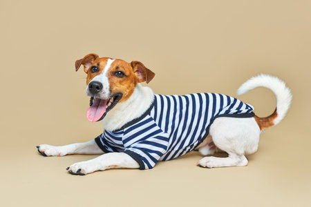 Cute Jack Russell dog dressed in striped t-shirt lies at full height, on light yellow background, vacation and adventure. Travel preparation and planningの写真素材