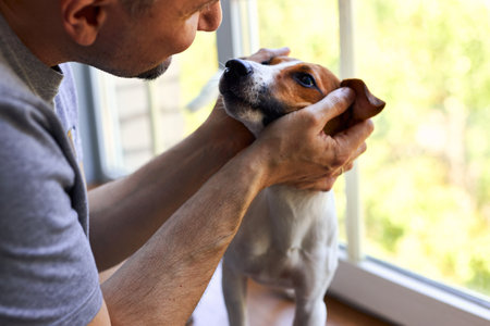 Adorable man and lovable, pretty puppy Jack Russel terrier near the window. Close-up, indoor. Day light. Concept of care, education, obedience training and raising petsの写真素材