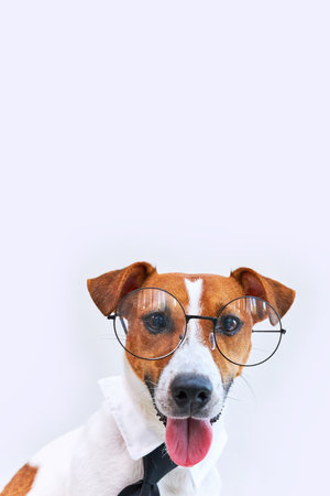 Adorable Boss Jack Russel terrier dog with tongue hanging out wearing glasses and tie. Freelancer work from home office. Looking at camera. Financial business consultant, online helpの写真素材