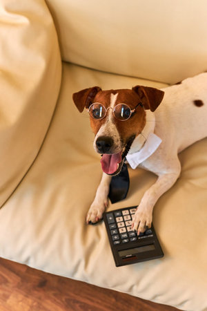 Cute Jack Russel terrier dog wearing glasses and tie accountant thinking and calculating with calculator on sofa. Pets indoors. Working at home, making Money, big business Bossの写真素材