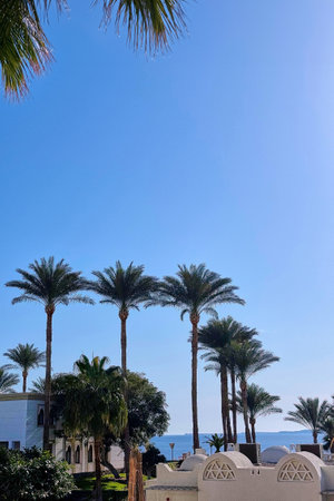 Beautiful view of resort town of Sharm El Sheikh, Egypt, Africa. White Arabic buildings, well-kept streets, palm trees, cactus. Luxury hotel holiday, vacation concept.の写真素材