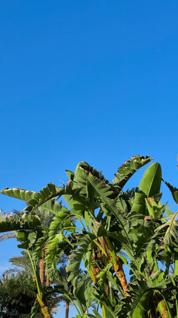 Egyptian garden with banana trees in Resort town, Egyptの写真素材