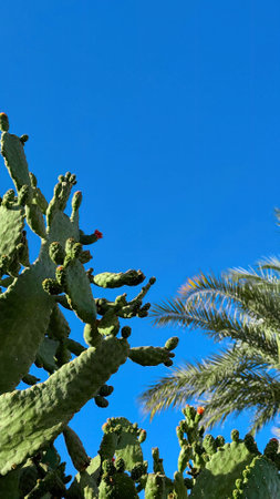 Blooming Prickly Pear cactus flower outdoor closeup in in the Egyptian Garden.の写真素材