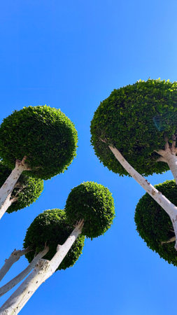 A beautifully pruned ornamental tree with round, lush green foliage and a smooth, white trunk against a vibrant blue sky. Evoking a sense of minimalism, nature, and landscape aesthetics.の写真素材