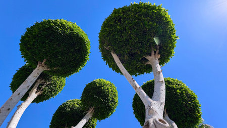 A beautifully pruned ornamental tree with round, lush green foliage and a smooth, white trunk against a vibrant blue sky. Evoking a sense of minimalism, nature, and landscape aesthetics.の写真素材