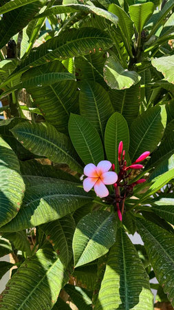 Close-up of a pink plumeria (frangipani) flower with red buds amidst lush green leaves. Nature of Egypt, tropical, and floral themesの写真素材