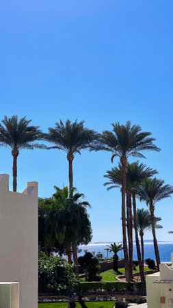 Sunny resort beach with palm tree at the coast shore of Red Sea in Sharm el Sheikh, Sinai, Egypt....