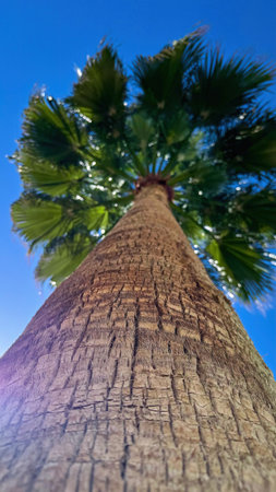 Low-angle bokeh shot of a tall palm tree against a clear blue sky. Nature, tropical, and summer...