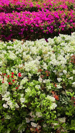 Vibrant floral hedge featuring pink, white, and green hues. Ideal for garden, nature, and spring themesの写真素材