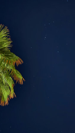 Night sky with Orion constellation and palm tree leaves, captured on a smartphone in Egypt. Travel,...