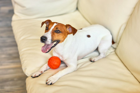 Jack Russell Terrier dog lies on a white sofa inviting its owner to play with him with ball toy. Funny little white and brown dog with dog's toy.の写真素材