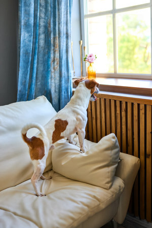 Cute dog standing on two legs and looking away by the window searching or waiting for his owner. Pets Animal pets indoors, friendship, I miss you conceptの写真素材