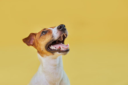 Headshot Portrait of cute funny dog jack russell terrier looking away with tongue out against yellow backgroundの写真素材
