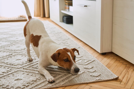 Cute dog Jack Russell terrier stretches at home, ready for play. Pet at morning. Copy spaceの写真素材