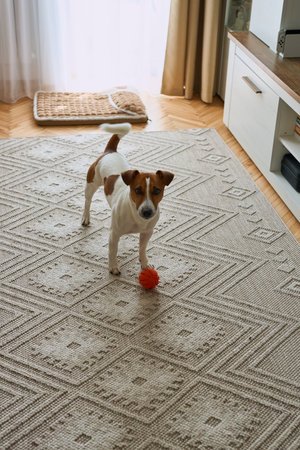 Cute Jack Russell Terrier playing with favorite toy. Small dog with orange rubber ball for pets at home. Close up, copy space, cozy interior backgroundの写真素材