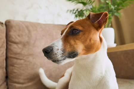lovely Jack Russell Terrier dog on the beige textile couch during daytime. Small rough coated doggy with funny fur stains sitting on the sofa at home. Close up, copy space, backgroundの写真素材