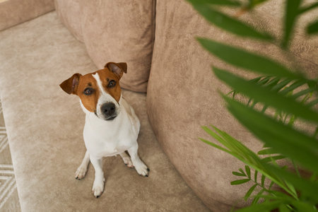 Jack Russell Terrier dog on the beige textile couch looking at the camera. Small rough coated doggy with funny fur stains sitting on the sofa at home. Close up, copy space, backgroundの写真素材