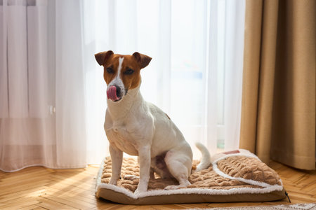 Dog sitting on the plush dog bed. Light background in room interior. The dog sleeps on the Plush Fleecy Pet Bedの写真素材