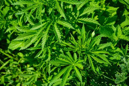 Background from marijuana plants. Hemp leaves and seeds. Legalization of marijuana, Drug factory,...