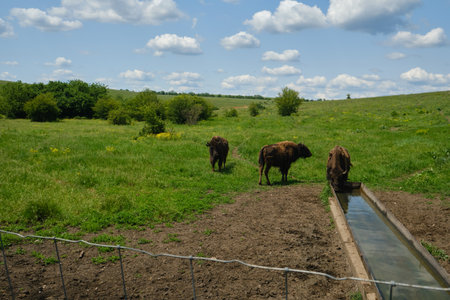 European bisons (wisents) drinking water. Wild animals in a protected nature reserve. Summer landscape with rare species in the wildの写真素材