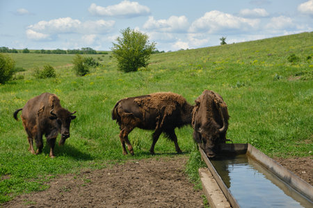 European bisons (wisents) drinking water. Wild animals in a protected nature reserve. Summer landscape with rare species in the wildの写真素材