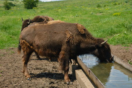 European bisons (wisents) drinking water. Wild animals in a protected nature reserve. Summer landscape with rare species in the wildの写真素材