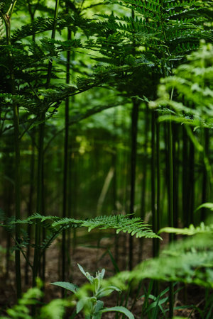 Detailed view of vibrant green fern fronds (Pteridium aquilinum) in a shady Carpathian mountain...