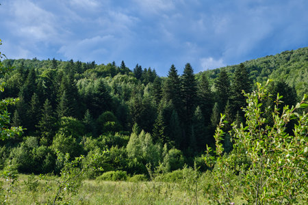 A scenic view of a lush green meadow transitioning into a dense coniferous forest under a dramatic sky. This tranquil landscape represents the beauty of untouched nature and eco-tourismの写真素材