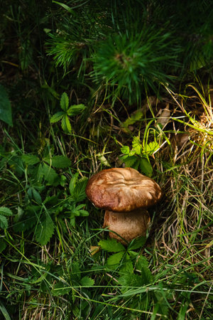 Sunlit brown cap of an edible Boletus edulis mushroom growing in green forest grass. Natural organic food ingredient and forest floor biodiversity in summerの写真素材