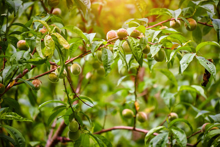 peaceful garden scene showcasing young peaches developing amidst lush foliage. The soft, golden sunlight highlights the natural growth process of these delicious summer fruits