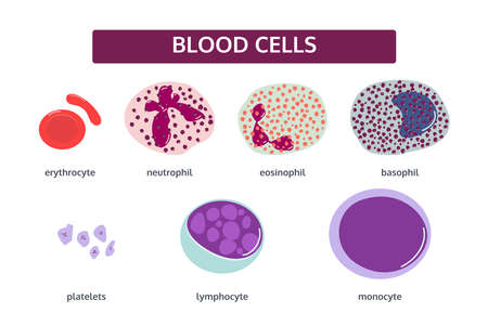 Vector set of blood cells in flat style. White blood cells - basophil; eosinophil; monocyte;...