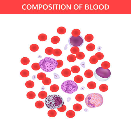 Composition of blood: red and white cells, platelets under a microscope. Medical vector concept on white background.のイラスト素材
