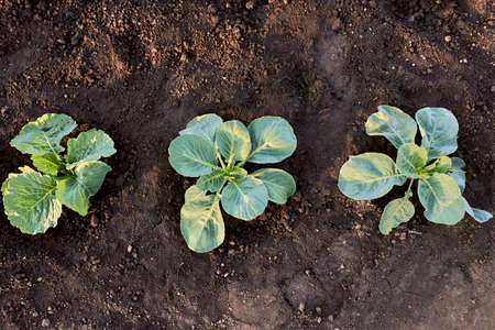 The growth of three seedlings of white cabbage on Chernozem, growing in vegetable farm. Close-up...