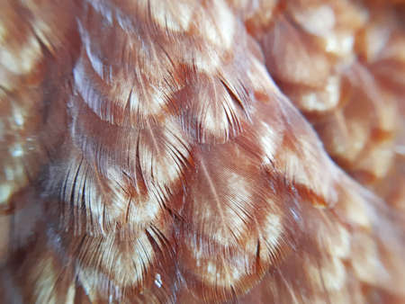 Bird's feather pattern background. Mobile photo.