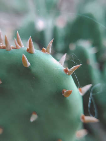 Beautiful atmospheric dark photo of a green cactus of a round shape with thorns. the cobwebs were tangled in the thorns. mobile photo, close-up. The rough texture of the cactus is visible.の写真素材