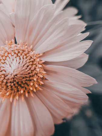 A blooming rudbeckia flower is a golden ball, repainted pink. mobile photo.の写真素材