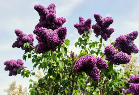 Natural background. Bright blooms of spring lilacs bush in lilac garden. Dark purple clusters of...
