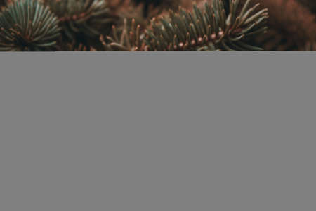 Prickly branches of pine or spruce, fir. Fluffy vibrant brown coniferous branch close-up on a dark background. Sepia floral background for design, social networks. Horizontal photo.の写真素材
