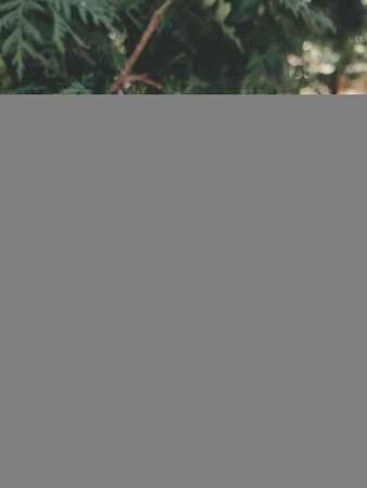 There are many small cones on the green thuja of the west. The branch of white cedar from behind. Coniferous evergreen plant with seeds. Dark floral background for the design.の写真素材