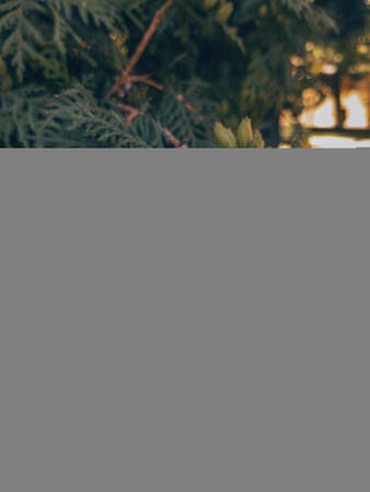 There are many small cones on the green thuja of the west. Sunset sunlight illuminates the branch of white cedar from behind. Coniferous evergreen plant with seeds. Floral background for the design.の写真素材