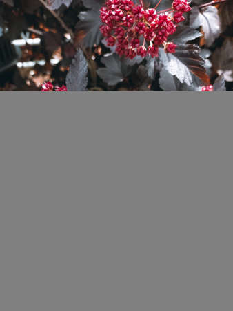 Blooming shrub pemphigus viburnum. Red flowers of a flowering bush. Dark floral background for design, social networks. Vertical photo.の写真素材