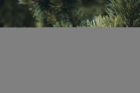 Fluffy green-brown coniferous branch close-up on a background. Long pine needles. Fluffy prickly pine branches. Horizontal floral background for design, social networks with a selective focus.の写真素材